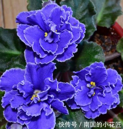  『喜欢』家养3种”四季花“，好养又漂亮，365天开花不断，你最喜欢哪一种