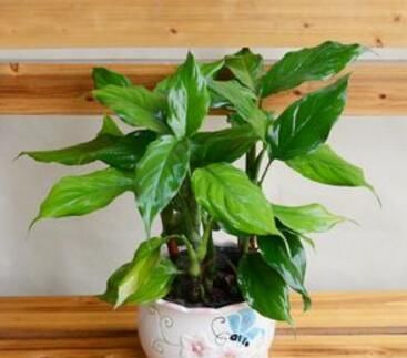  『加上』水培植物总是烂根黄叶？瓶里加上6种“小东西”，黄叶烂根都不怕