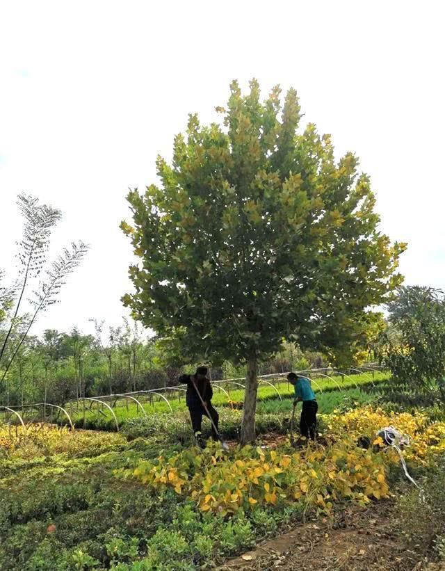  『花灌木』河北君阳园林绿化工程公开秘密：明确绿化苗木是做什么用的？