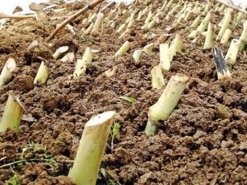  地上■亩产量可达十几吨，丢地上就能活砍掉还会继续长，却只能