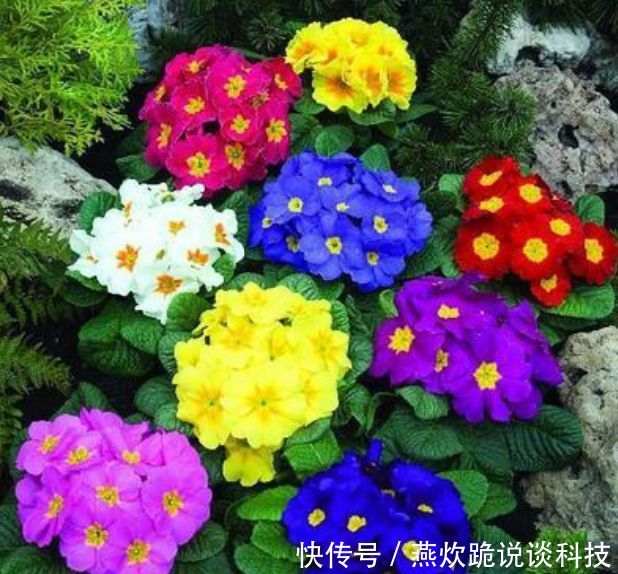 「春天」春天就养5种花,好养又漂亮,花团锦簇,人见人爱!