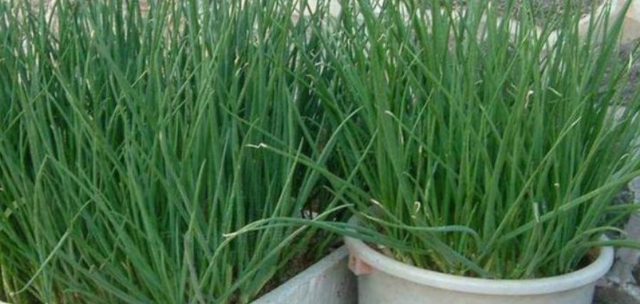  西葫芦：阳台盆栽“4种菜”,漂亮又好养,吃完一茬又一茬,不用出门买!