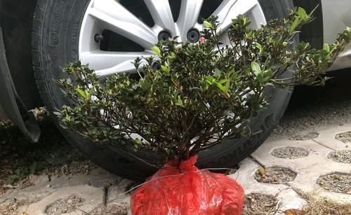  做法■杜鹃花直接砍成微盆景，好杜鹃被你糟蹋了，我的做法稍不同