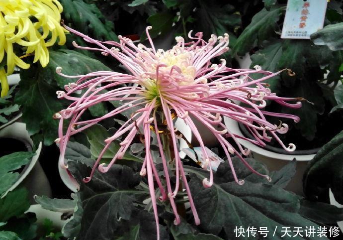  『玫瑰』喜欢玫瑰，不如养盆“珍品菊花”彩霞露影，似花中蝴蝶，翩翩飞舞