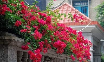 此花再贵也要栽几棵，号称“天下第一美”，花开220天，落土就活