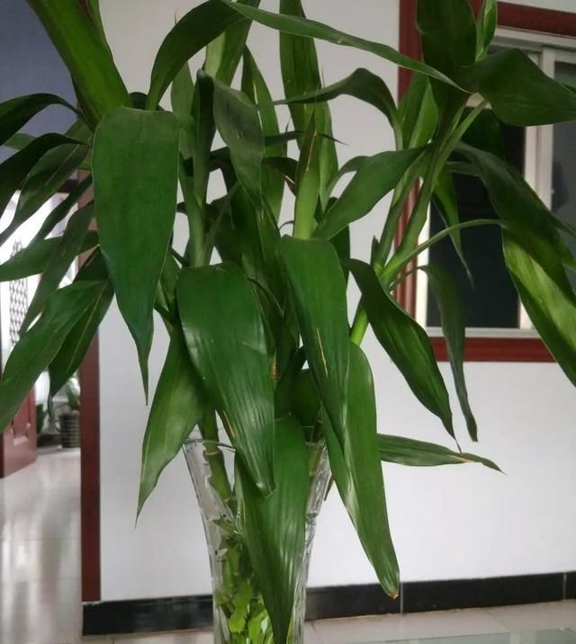  [发财树]房间里就养“6种花”,好看好养净化空气,一盆变多盆,省钱省力