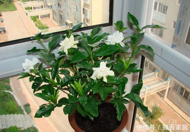 #杀菌#跟着老花农学自制杀菌水,再也不用担心被病虫害袭击啦!