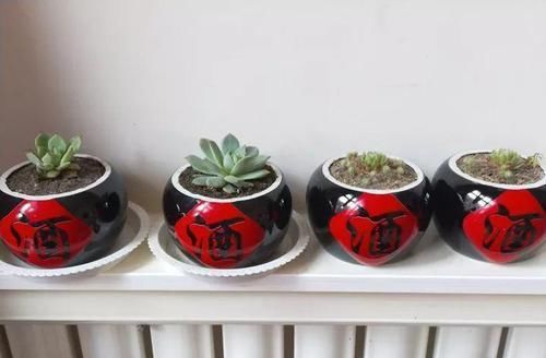  【图片作者】自从开始养花，看到垃圾堆都忍不住瞄两眼，捡到就是赚到！