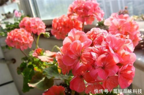 『养花』阳台养花选它,一年四季都开花,新手也会养,是盆栽佳品!