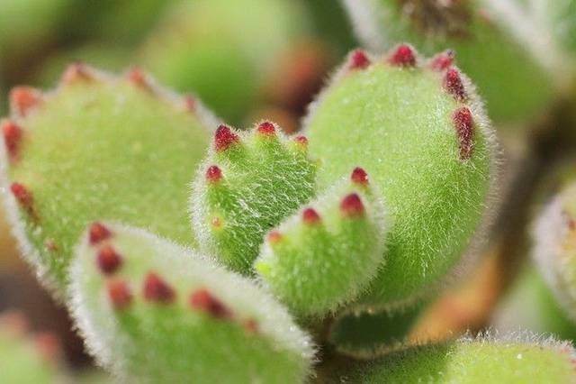  「植株生长」熊童子砍头后这样养护，叶片肥厚，株形好看