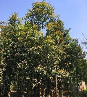  「发现」四川发现稀有树，名叫“红花木莲”，一般人没见过，更