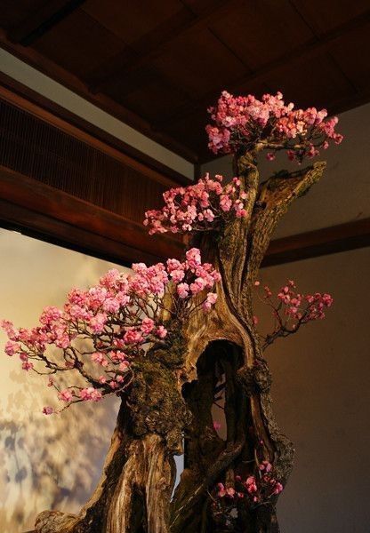 盆景欣赏:气象万千，清秀与古雅并存，每一盆都那么独特