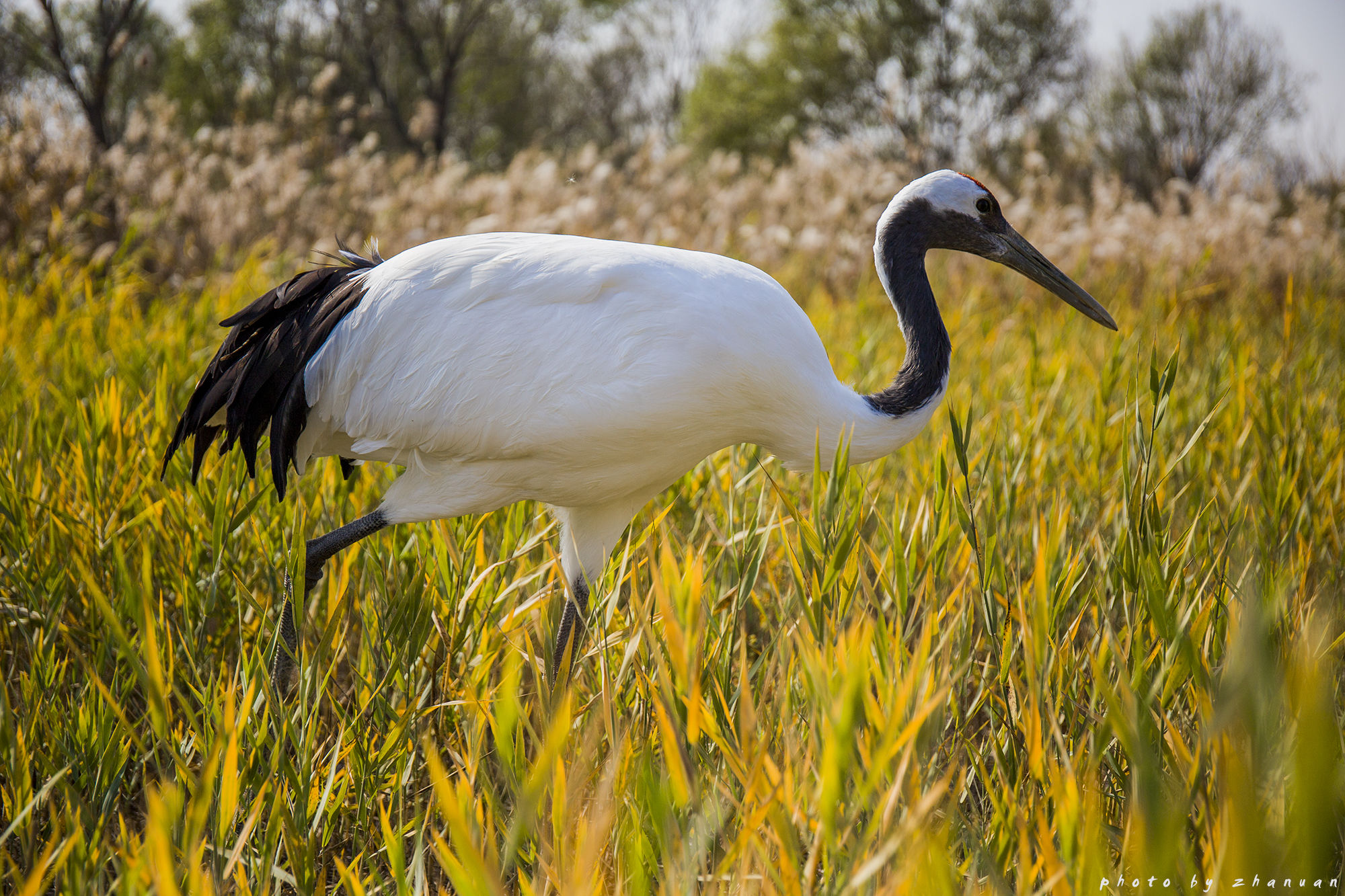 东营丨走过沧海桑田，终是在芦花飞雪的秋日遇见你