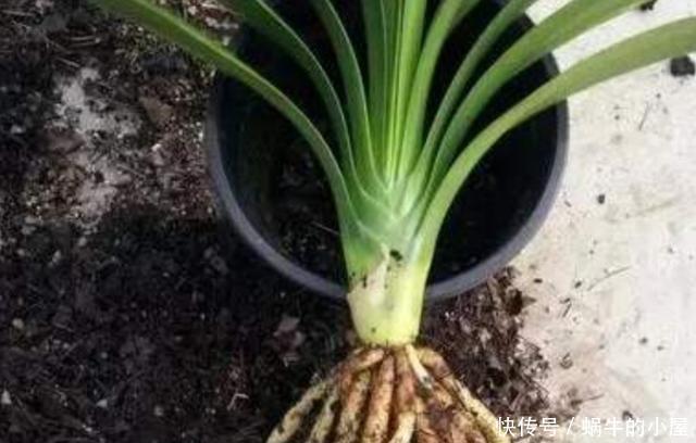 细节|君子兰秋季换盆,注意4个小细节,不影响正常开花