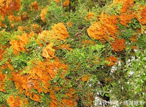 男子在郊外发现结满奇怪果实的树，询问当地村民后，不禁感到害怕