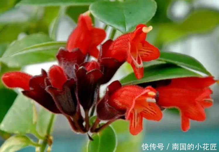  口红吊兰■3种吊兰花，一言不合就爆盆，开成“瀑布”，花期长，家中必备！