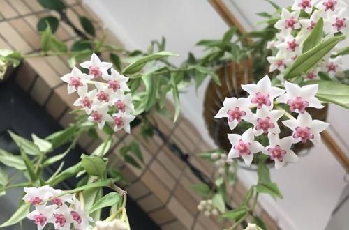  『绿萝』新手不知养啥花？不妨养盆“懒人花”，好养似绿萝，花色丰富耐看