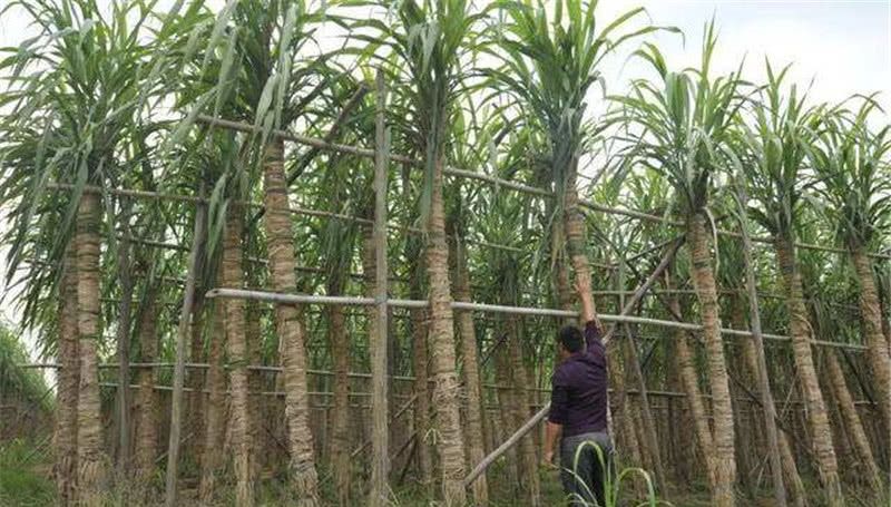  南方：南方多地淘汰的作物，如今一斤4元，整棵都能卖，还能种吗