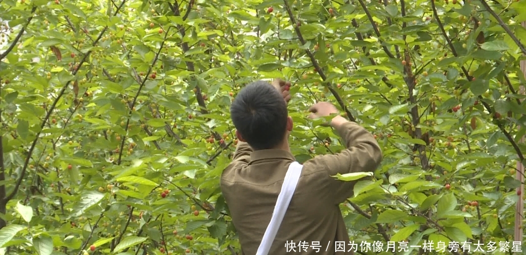  『陆续』吃货们，毕节这些地方樱桃陆续上市！速速收藏！