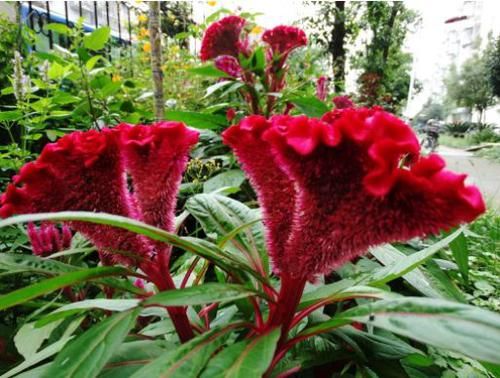  #盆栽#国外超流行的盆栽，全年开花，花香四溢，好看又好养，很值得入手