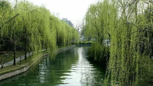  『柳树』植物插迁需要的生根水，不用买到处就有很多，长出的根很是强壮