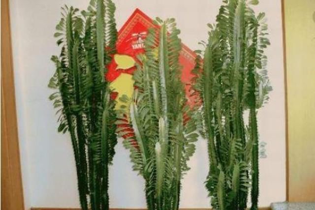 「家里」这3盆花“顶”一台“净化器”,多贵都要买一盆,尤其家里有小孩