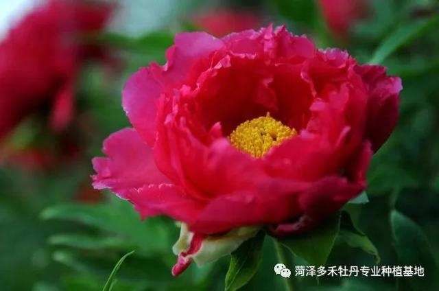 牡丹:教你欣赏牡丹了解牡丹,史上最全面的总结!