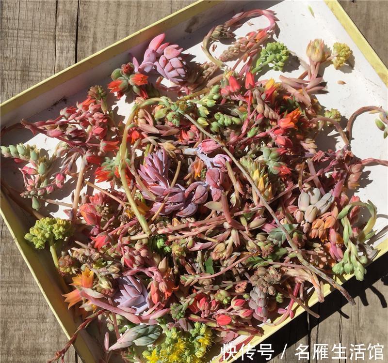  「花箭」多肉“剃头”：花箭全剪了，多肉命更长，提防多肉“开花死”！