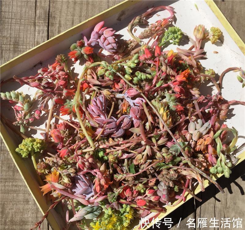 「花箭」多肉“剃头”:花箭全剪了,多肉命更长,提防多肉“开花死”!