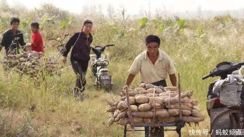  【范县】亩产6000斤，上万亩挖出卖不动，眼瞅着马上冻烂，农民
