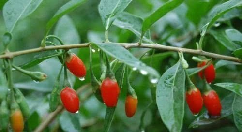 「花苞」这几种花,养了就是赚到,花苞、果实、叶子都是好东西