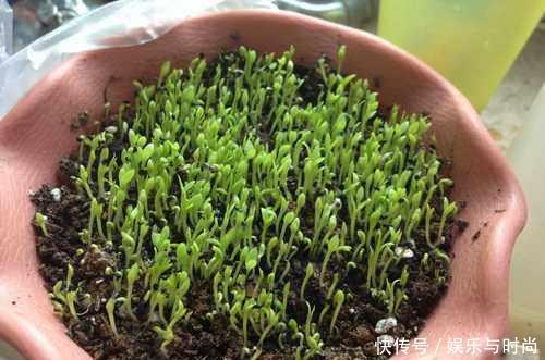  『花钱买』还在花钱买盆栽用半个火龙果，就可以种出这么漂亮的盆栽绿植！