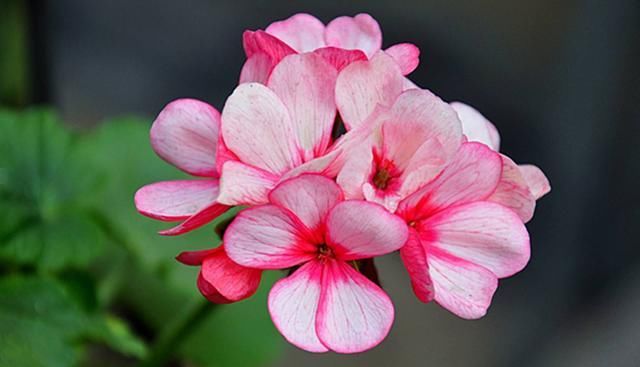  漂亮：3种花非常漂亮，花大色艳四季开花，好养易活不操心，谁养谁喜欢
