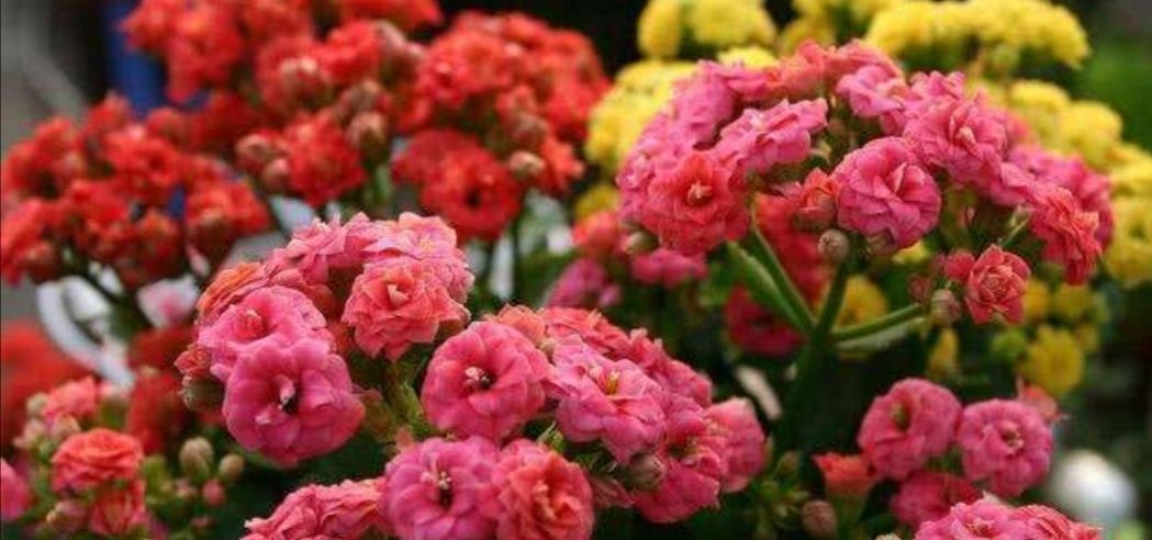  小花@4种开花爆盆的小花,花量惊人花期又长,一开就是半年时间