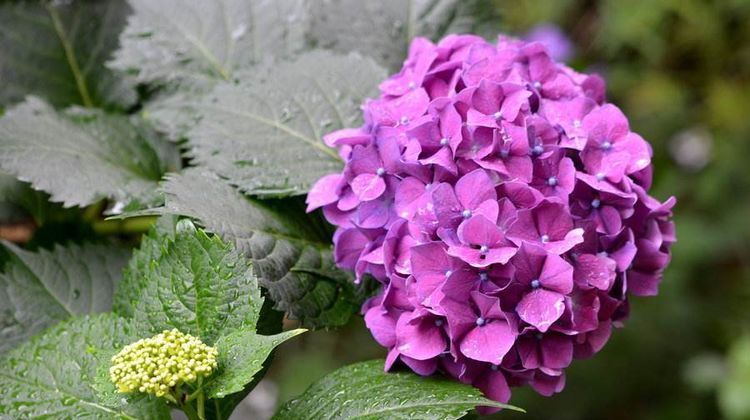 #花盆#花朵硕大的八仙花怎么养?“4个要点”掌握好,轻松养出好