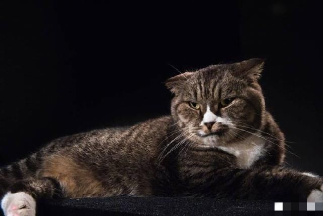 铲屎官最新动态!不仅实力打脸黄毅清,还放言要盯“死”冯小刚