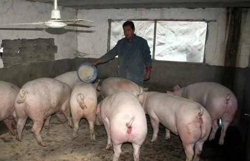  「取消」取消生猪禁养限制，对猪肉价格有啥影响？猪价能否回归