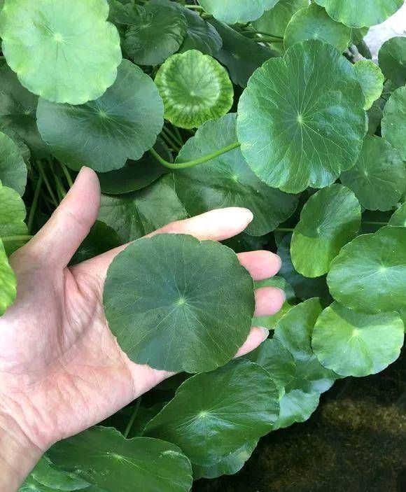  【这本】这本绿草很好养，土培和水培都很好养，家里一盆，长得真茂盛！