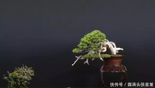  [栽种盆景]玩盆景，已成为当下追求高品质生活的一股潮流