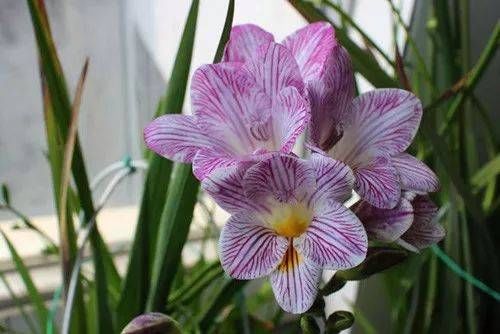 「喜欢」10种最受欢迎的年宵花,你最喜欢哪一种?