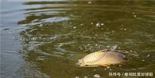  『野外水域』同是鲤鱼，为何黑坑用的饵料，很难钓上野生鲤鱼