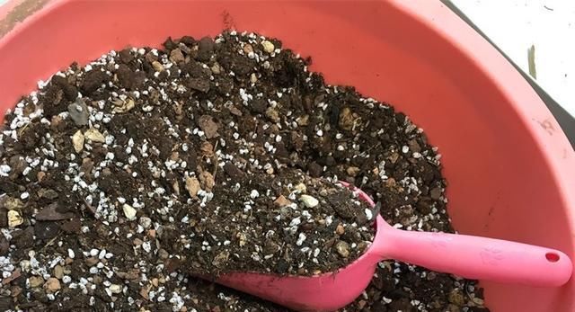  好根■想要兰花状态好，养好这个部位，姿态优雅更迷人