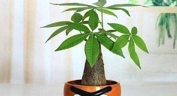 #让它#这花春天长最快,俩月爬满墙,一开就是大半年!|黑眼|苏珊|牵牛