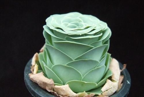  [花友们]花箭不能留！开花就会死的多肉，你家有吗？