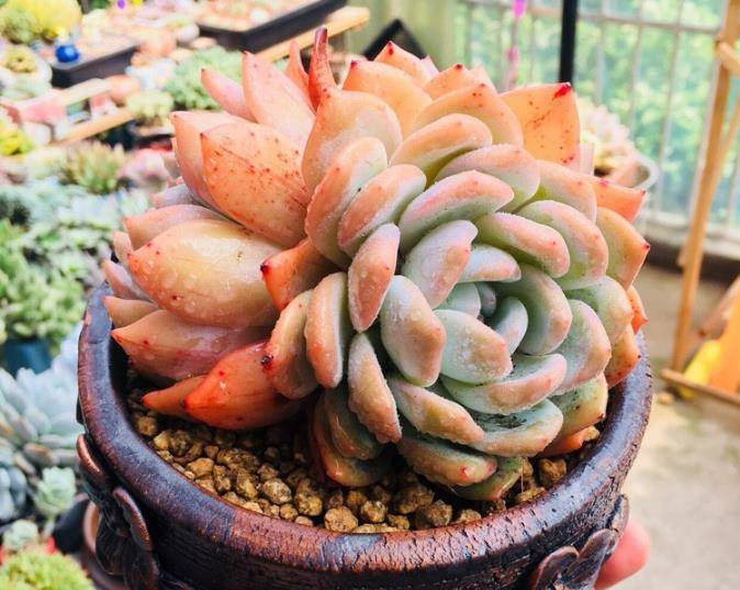  艳丽■多肉植物还可以这样养,选择地栽,越长越艳丽!
