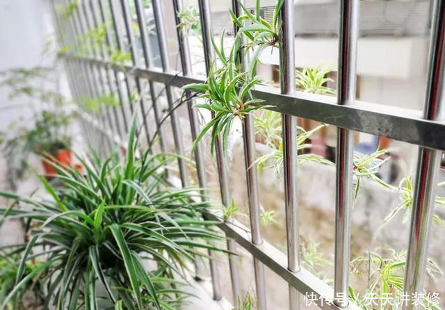  [图片作者]15种超级好养的花，不死鸟居然不是第一，“养花杀手”们试一试吧