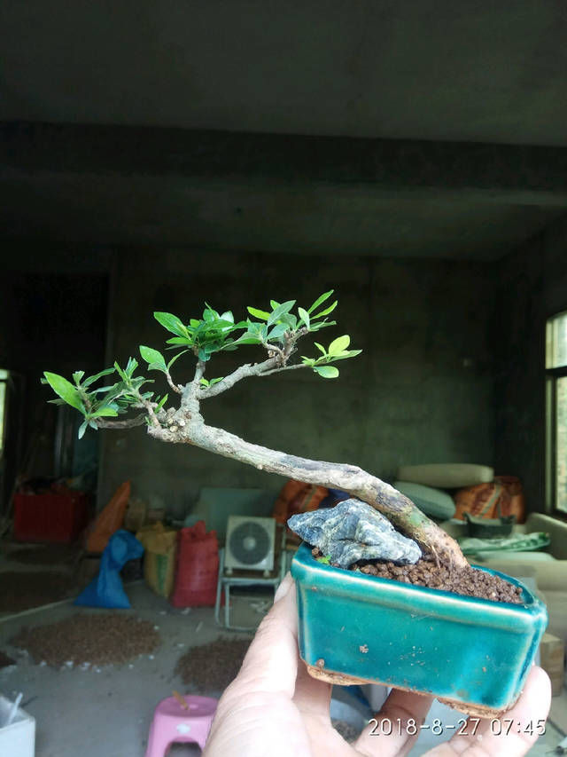 「子花小」有材料就有小盆栽,欣赏几盆大叶栀子花微盆景,短小精悍造型精美