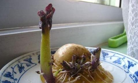  【蔬菜】想要在家水培植物，除了花卉还能选择蔬菜，山药藤蔓长得像绿萝