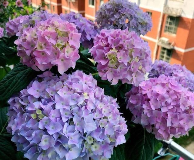  『盆土表面干』就是这5种花，越浇越水爆盆，一缺水马上就蔫了，怪不得总养不好