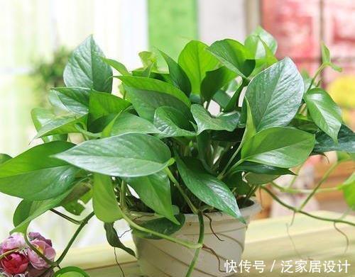  「来得及」春天养绿萝，这里不能养，难怪爱黄叶、还瘦弱，现在纠正还来得及
